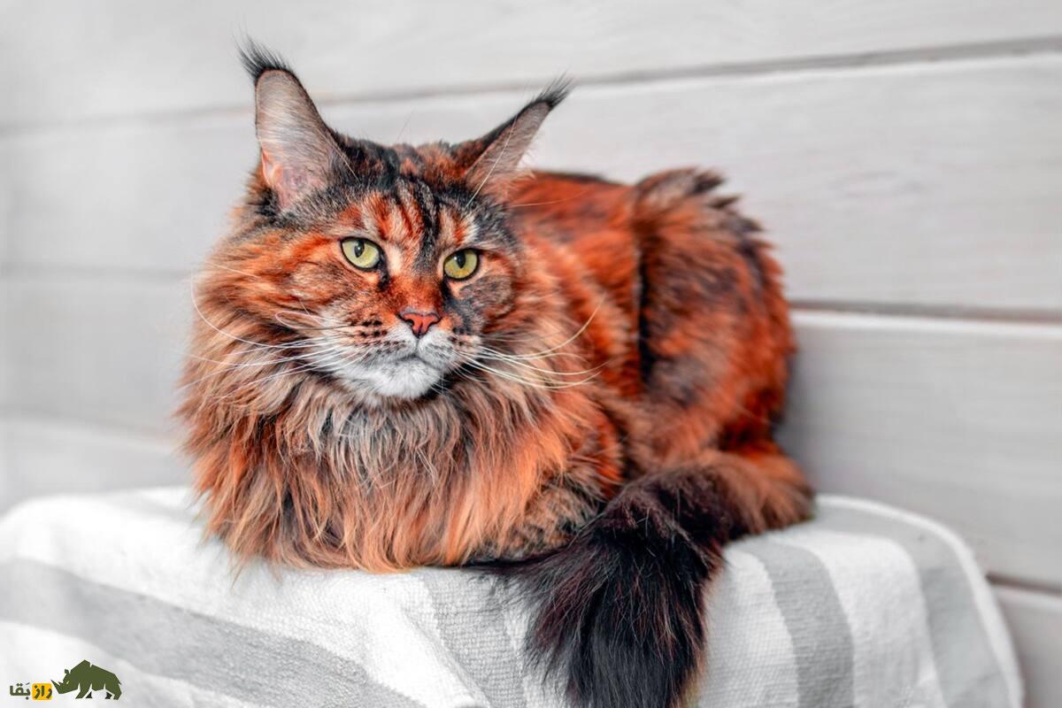 بهترین گربه‌های خانگی: کدام یک برای شما مناسب‌تر است؟