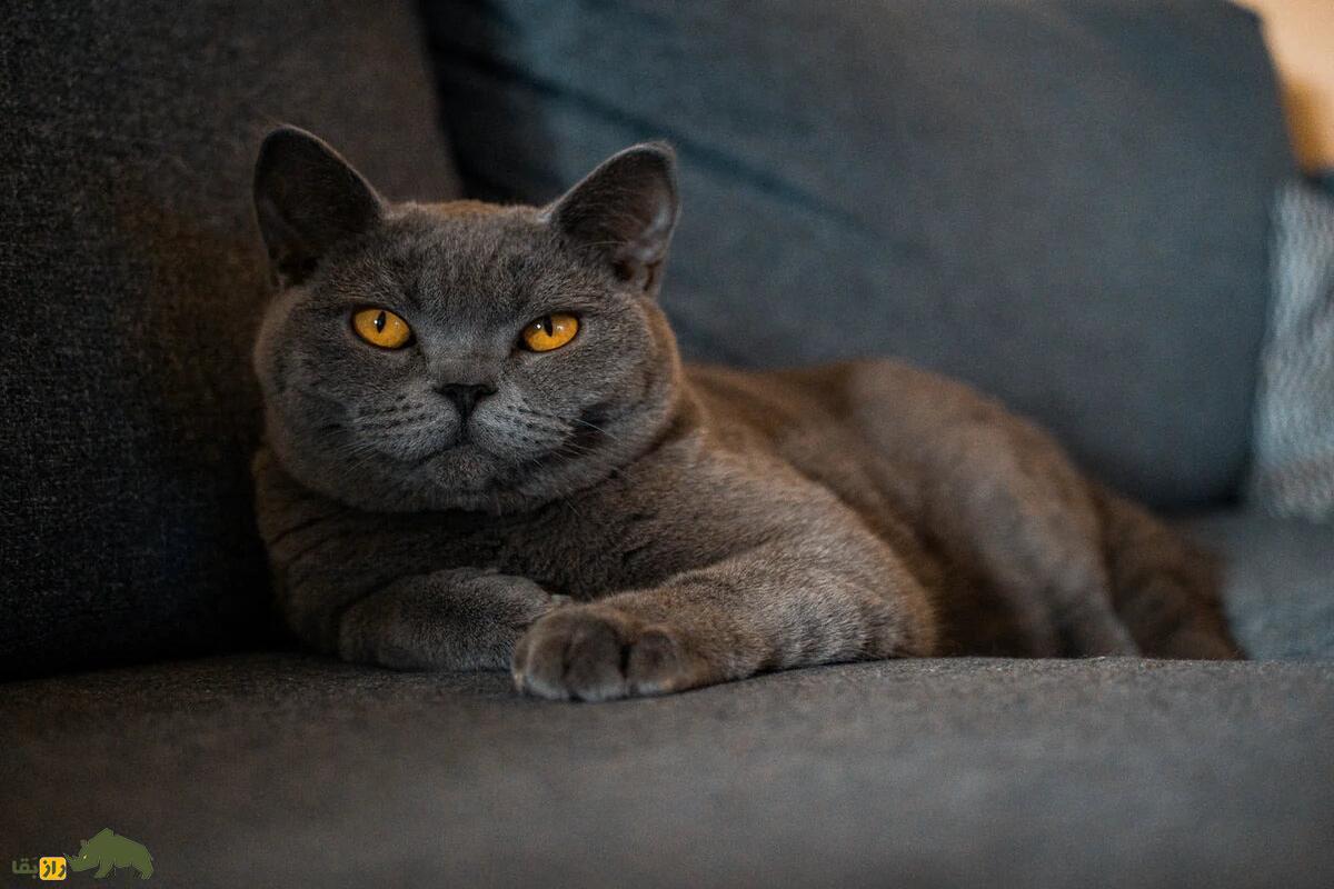 بهترین گربه‌های خانگی: کدام یک برای شما مناسب‌تر است؟