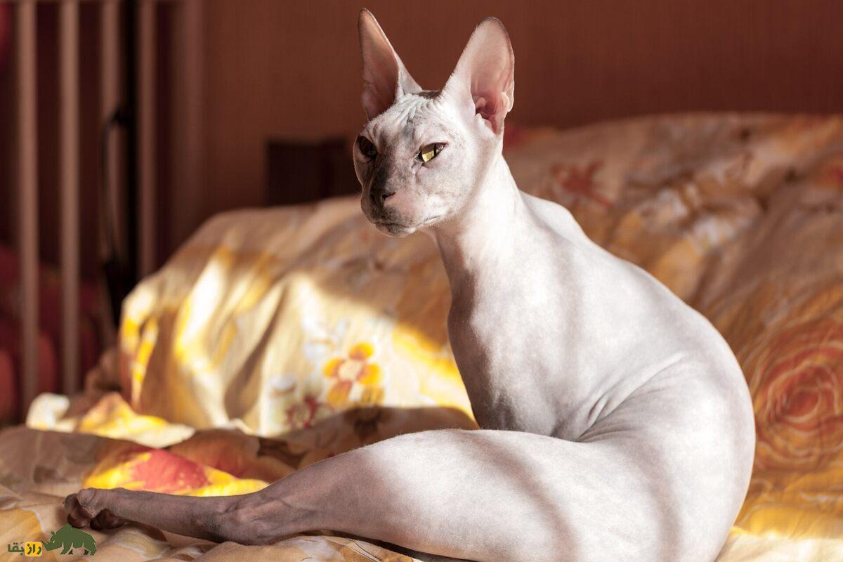 بهترین گربه‌های خانگی: کدام یک برای شما مناسب‌تر است؟