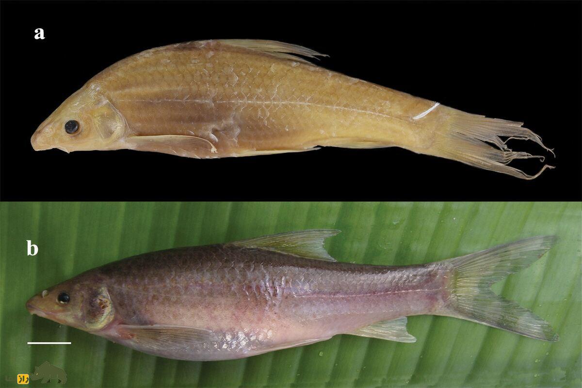 کشف ماهی طلایی بدون فلس در غارهای چین؛ تکامل موجودات در تاریکی کشف ماهی طلایی بدون فلس در غارهای چین؛ تکامل موجودات در تاریکی