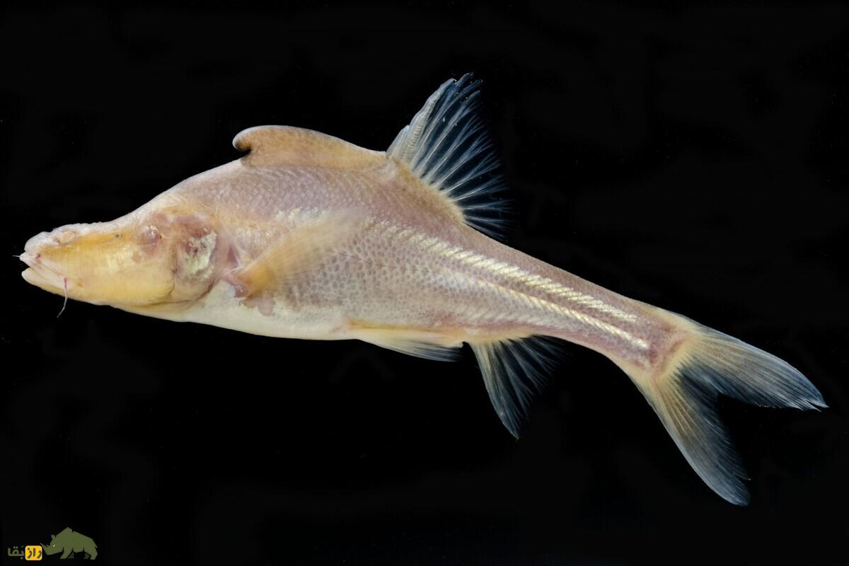 کشف ماهی طلایی بدون فلس در غارهای چین؛ تکامل موجودات در تاریکی کشف ماهی طلایی بدون فلس در غارهای چین؛ تکامل موجودات در تاریکی