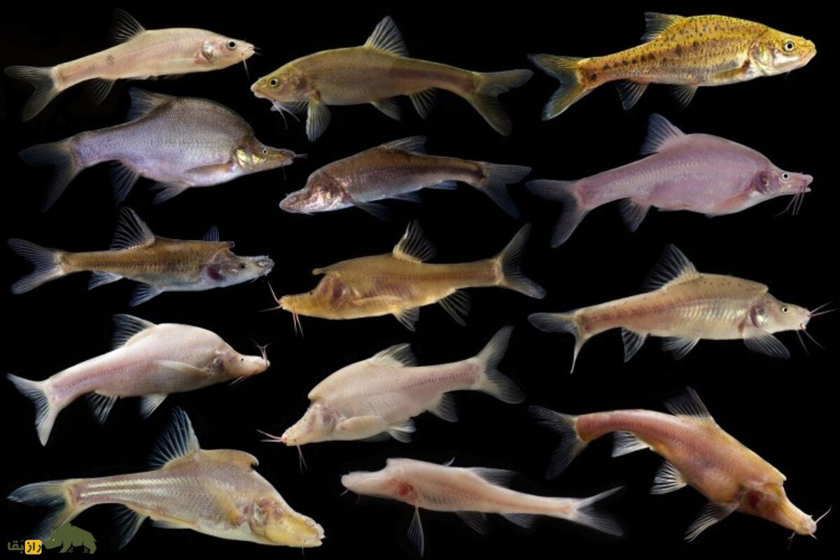 کشف ماهی طلایی بدون فلس در غارهای چین؛ تکامل موجودات در تاریکی کشف ماهی طلایی بدون فلس در غارهای چین؛ تکامل موجودات در تاریکی