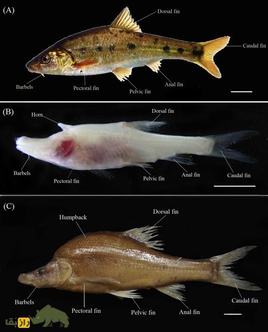 کشف ماهی طلایی بدون فلس در غارهای چین؛ تکامل موجودات در تاریکی کشف ماهی طلایی بدون فلس در غارهای چین؛ تکامل موجودات در تاریکی