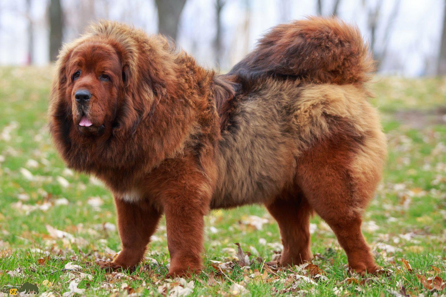 ماستیف تبتی