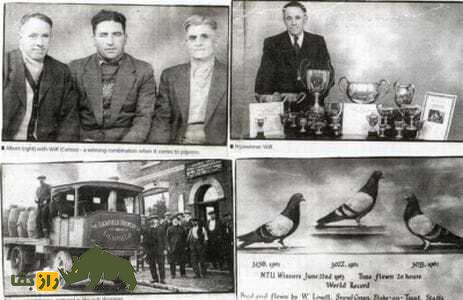 ویلف لاوات؛ اسطوره انگلیسی و معروفترین کبوترباز دنیا که مرزهای پروازی کبوتر «تیپلر» را جابجا کرد ویلف لاوات