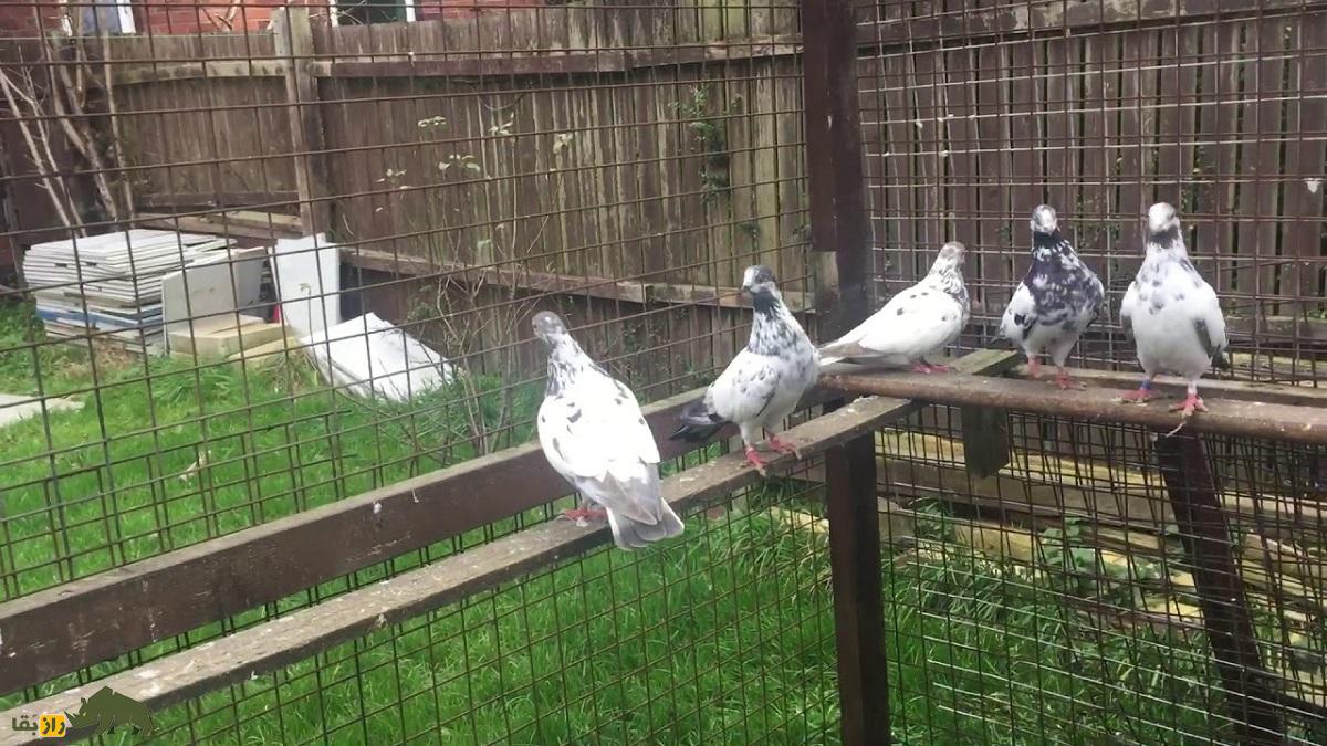 ویلف لاوات؛ اسطوره انگلیسی و معروفترین کبوترباز دنیا که مرزهای پروازی کبوتر «تیپلر» را جابجا کرد ویلف لاوات