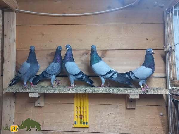 ویلف لاوات؛ اسطوره انگلیسی و معروفترین کبوترباز دنیا که مرزهای پروازی کبوتر «تیپلر» را جابجا کرد ویلف لاوات؛ اسطوره انگلیسی و معروفترین کبوترباز دنیا که مرزهای پروازی کبوتر «تیپلر» را جابجا کرد