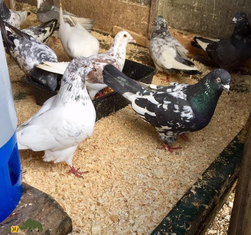 ویلف لاوات؛ اسطوره انگلیسی و معروفترین کبوترباز دنیا که مرزهای پروازی کبوتر «تیپلر» را جابجا کرد کبوترهای تیپلر خط خونی ویلف لاوات