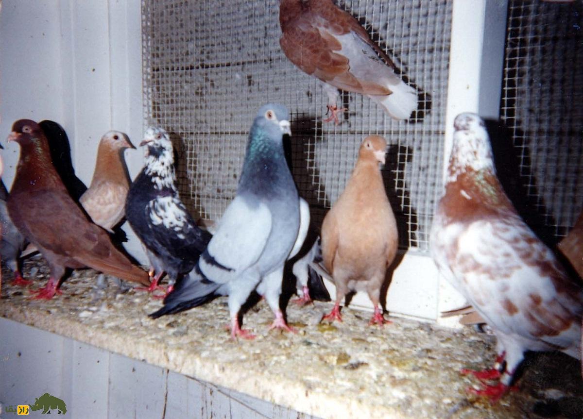 ویلف لاوات؛ اسطوره انگلیسی و معروفترین کبوترباز دنیا که مرزهای پروازی کبوتر «تیپلر» را جابجا کرد کبوترهای خط خونی ویلف لاوات