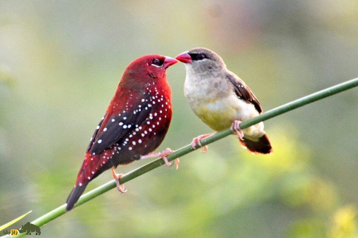 سهره نوک توت‌فرنگی؛ پرنده‌ای کوچک با نوک یاقوتی که با رنگ‌های خیره‌کننده و آواز جادویی‌اش دل طبیعت‌دوستان را می‌برد