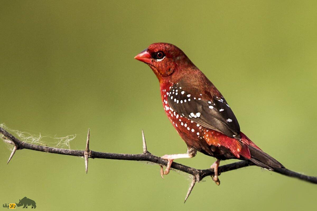 سهره نوک توت‌فرنگی؛ پرنده‌ای کوچک با نوک یاقوتی که با رنگ‌های خیره‌کننده و آواز جادویی‌اش دل طبیعت‌دوستان را می‌برد