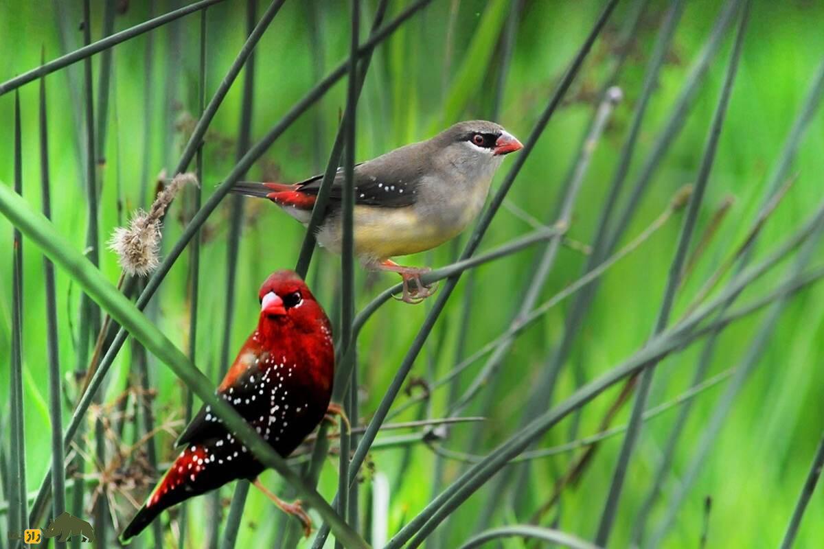 سهره نوک توت‌فرنگی؛ پرنده‌ای کوچک با نوک یاقوتی که با رنگ‌های خیره‌کننده و آواز جادویی‌اش دل طبیعت‌دوستان را می‌برد