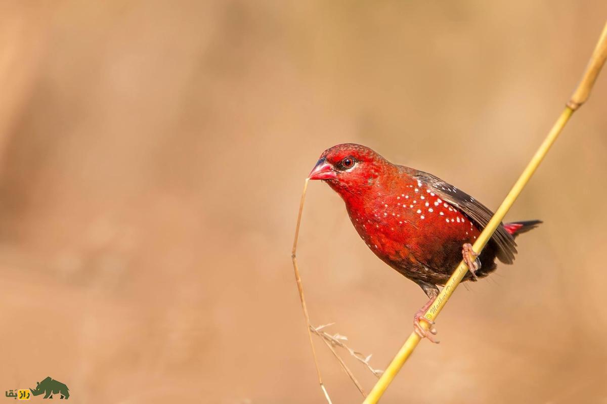 سهره نوک توت‌فرنگی؛ پرنده‌ای کوچک با نوک یاقوتی که با رنگ‌های خیره‌کننده و آواز جادویی‌اش دل طبیعت‌دوستان را می‌برد