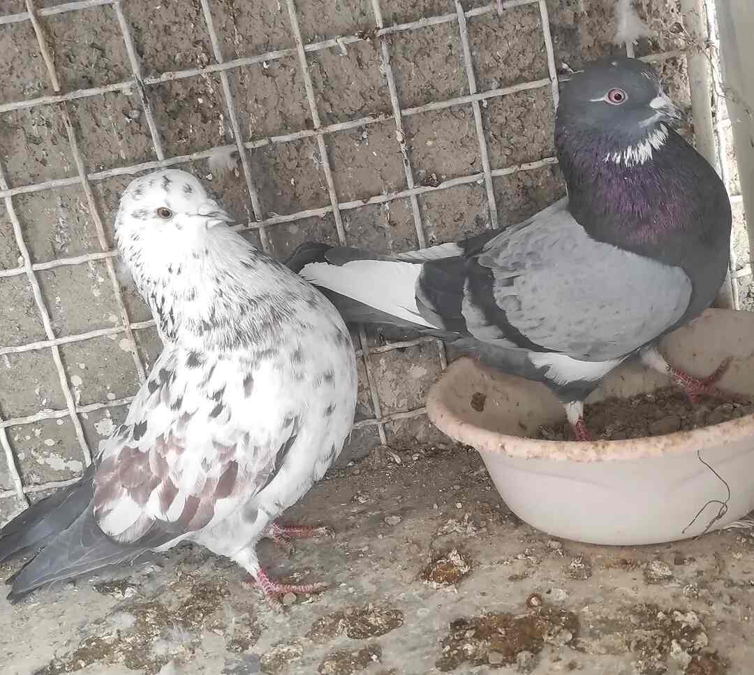 کبوتر سبز دست پر سفید؛ کبوتری معروف که ترکیب نادری از ظرافت و جسارت در پرواز است کبوتر سبز دست پر سفید