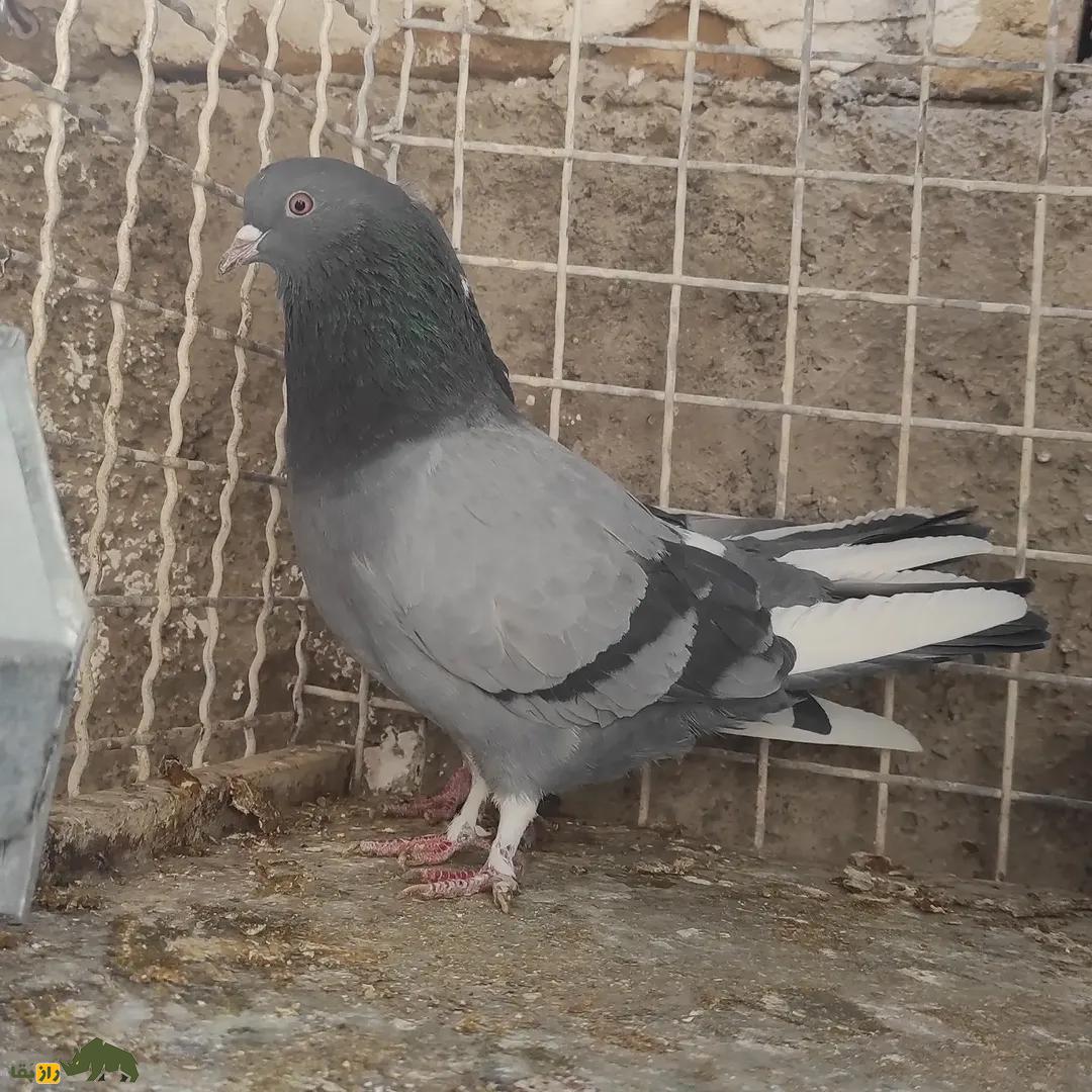 کبوتر سبز دست پر سفید؛ کبوتری معروف که ترکیب نادری از ظرافت و جسارت در پرواز است کبوتر سبز دست پر سفید