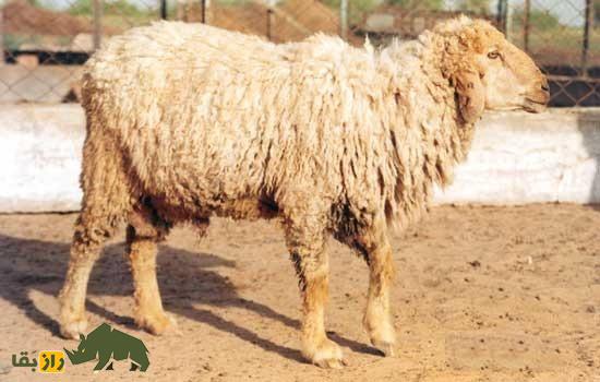 گوسفند نالی؛ گوسفند عظیمالجثه هندی با گوشهای برگمانند که سالی ۴ کیلو پشم میدهد گوسفند نالی