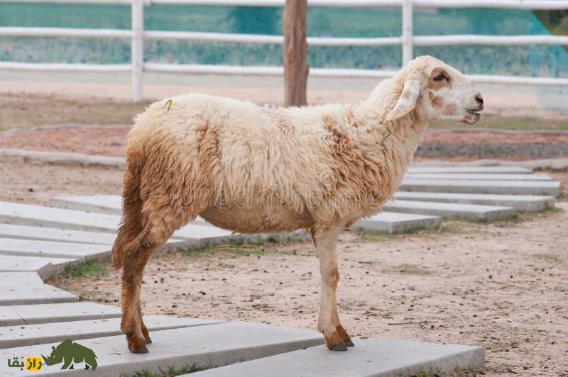 گوسفند نالی؛ گوسفند عظیمالجثه هندی با گوشهای برگمانند که سالی ۴ کیلو پشم میدهد گوسفند نالی