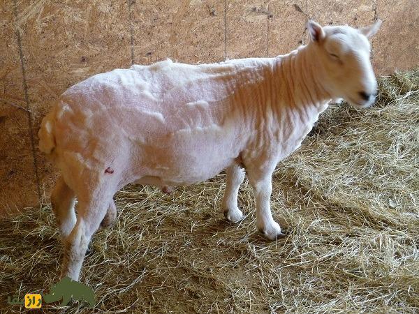 گوسفند نالی؛ گوسفند عظیمالجثه هندی با گوشهای برگمانند که سالی ۴ کیلو پشم میدهد گوسفند نالی