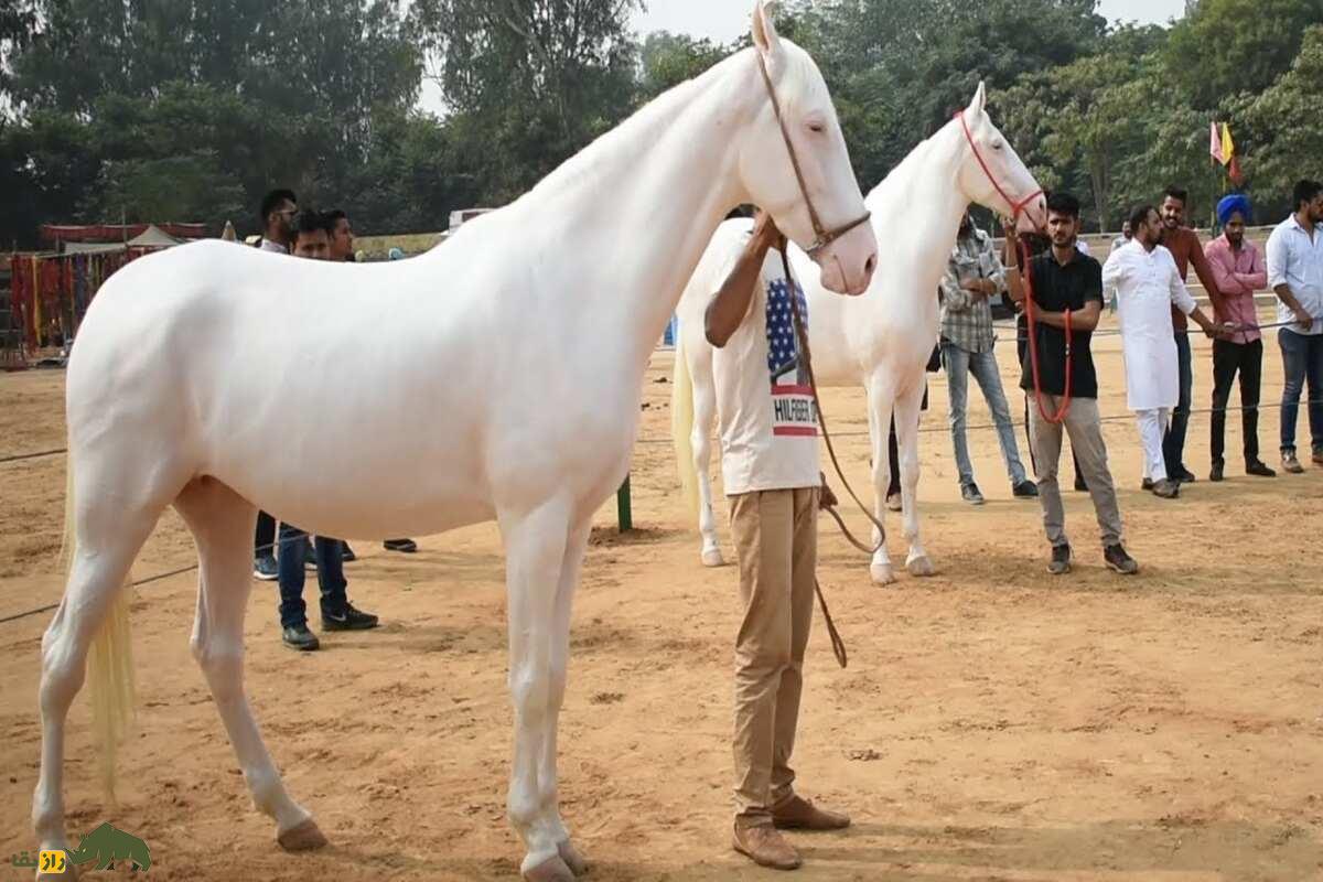 اسب پنجابی