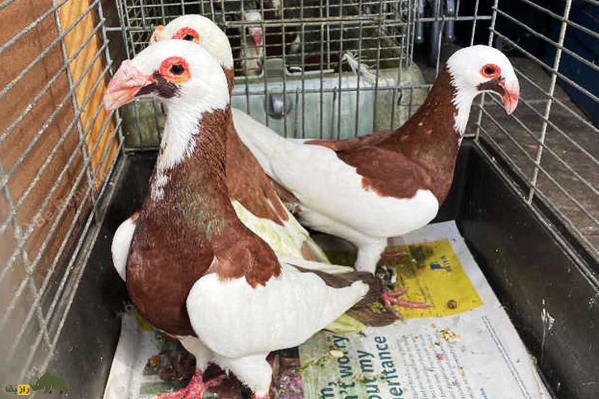 کبوتر اسکندرون یا نورنبرگ بغداد؛ زشتترین کبوتر جهان با اجدادی ایرانی که دماغی عقابی دارد و عراقیها عاشق آن هستند کبوتر اسکندرون یا نورنبرگ بغداد