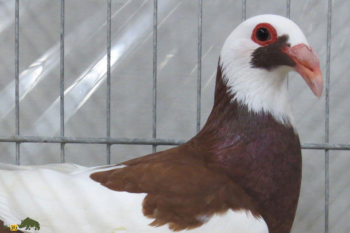 کبوتر اسکندرون یا نورنبرگ بغداد؛ زشتترین کبوتر جهان با اجدادی ایرانی که دماغی عقابی دارد و عراقیها عاشق آن هستند کبوتر اسکندرون یا نورنبرگ بغداد