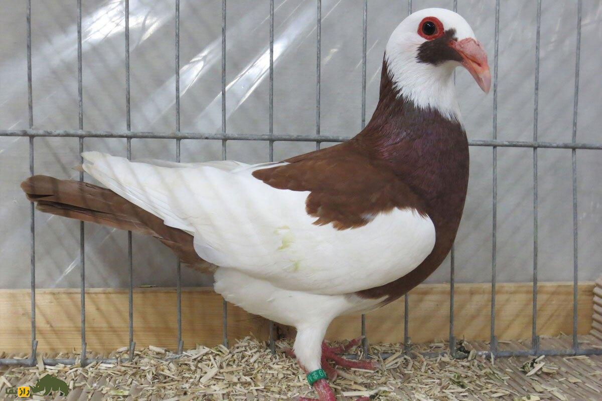 کبوتر اسکندرون یا نورنبرگ بغداد؛ زشتترین کبوتر جهان با اجدادی ایرانی که دماغی عقابی دارد و عراقیها عاشق آن هستند کبوتر اسکندرون یا نورنبرگ بغداد