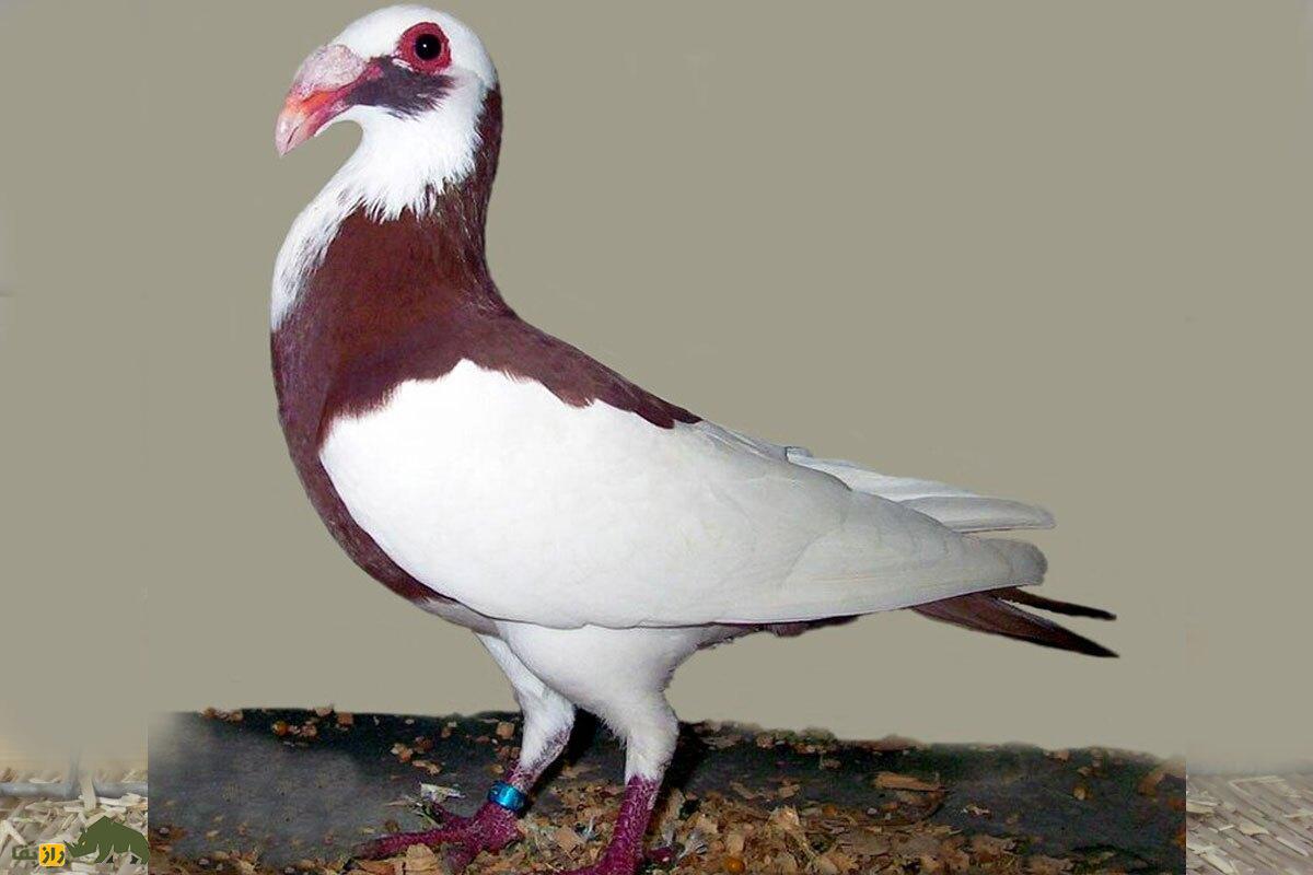 کبوتر اسکندرون یا نورنبرگ بغداد؛ زشتترین کبوتر جهان با اجدادی ایرانی که دماغی عقابی دارد و عراقیها عاشق آن هستند کبوتر اسکندرون یا نورنبرگ بغداد