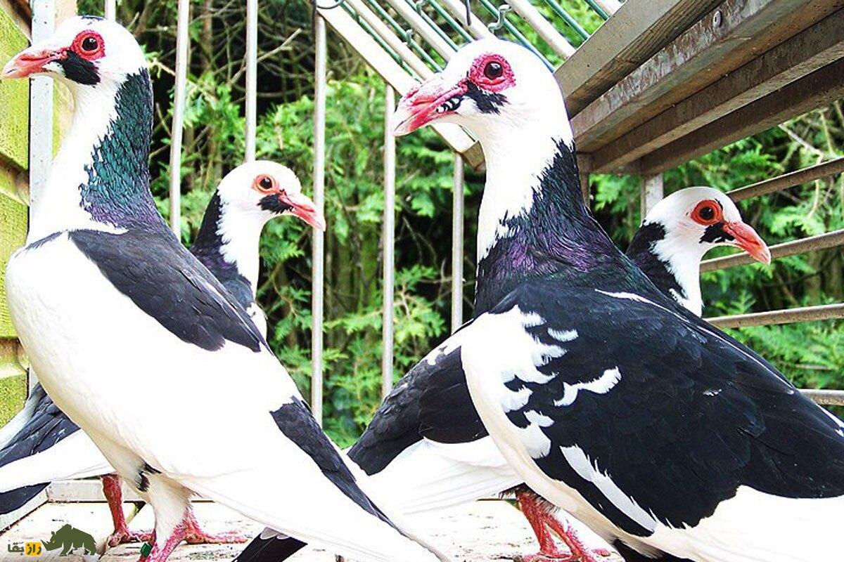 کبوتر اسکندرون یا نورنبرگ بغداد؛ زشتترین کبوتر جهان با اجدادی ایرانی که دماغی عقابی دارد و عراقیها عاشق آن هستند کبوتر اسکندرون یا نورنبرگ بغداد؛ زشتترین کبوتر جهان با اجدادی ایرانی که دماغی عقابی دارد و عراقیها عاشق آن هستند