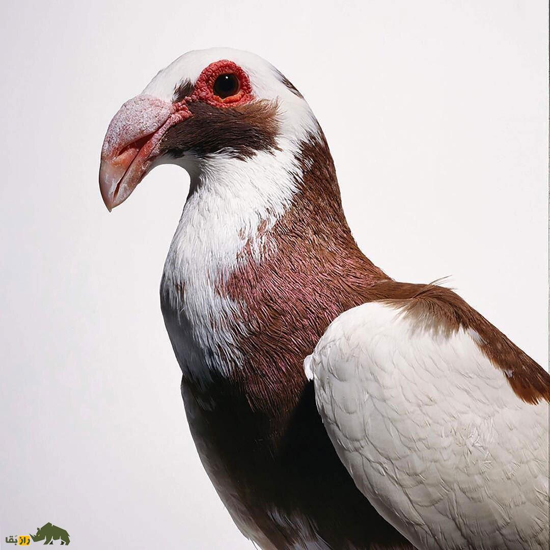 کبوتر اسکندرون یا نورنبرگ بغداد؛ زشتترین کبوتر جهان با اجدادی ایرانی که دماغی عقابی دارد و عراقیها عاشق آن هستند کبوتر اسکندرون یا نورنبرگ بغداد؛ زشتترین کبوتر جهان با اجدادی ایرانی که دماغی عقابی دارد و عراقیها عاشق آن هستند