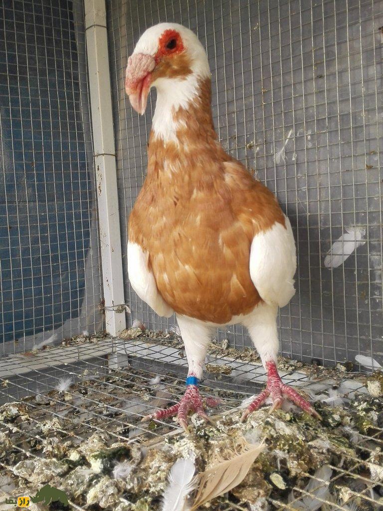 کبوتر اسکندرون یا نورنبرگ بغداد؛ زشتترین کبوتر جهان با اجدادی ایرانی که دماغی عقابی دارد و عراقیها عاشق آن هستند کبوتر اسکندرون یا نورنبرگ بغداد