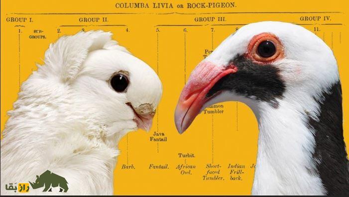کبوتر اسکندرون یا نورنبرگ بغداد؛ زشتترین کبوتر جهان با اجدادی ایرانی که دماغی عقابی دارد و عراقیها عاشق آن هستند کبوتر اسکندرون یا نورنبرگ بغداد