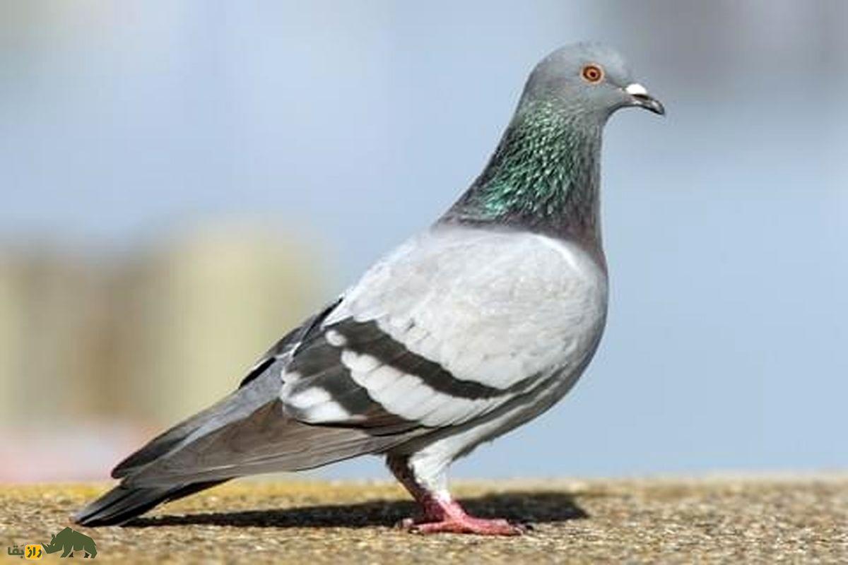 جعفر ده‌پهلوان؛ معروفترین کبوترباز کرمانشاه که ۶۵ سال قبل ۱۰۰۰ کفتر داشت و با ۲۰۰ کفتر گرو می‌بست