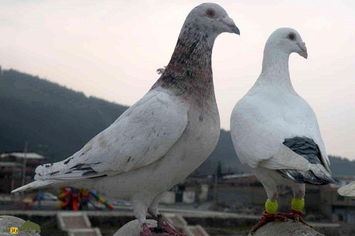 جعفر ده‌پهلوان؛ معروفترین کبوترباز کرمانشاه که ۶۵ سال قبل ۱۰۰۰ کفتر داشت و با ۲۰۰ کفتر گرو می‌بست