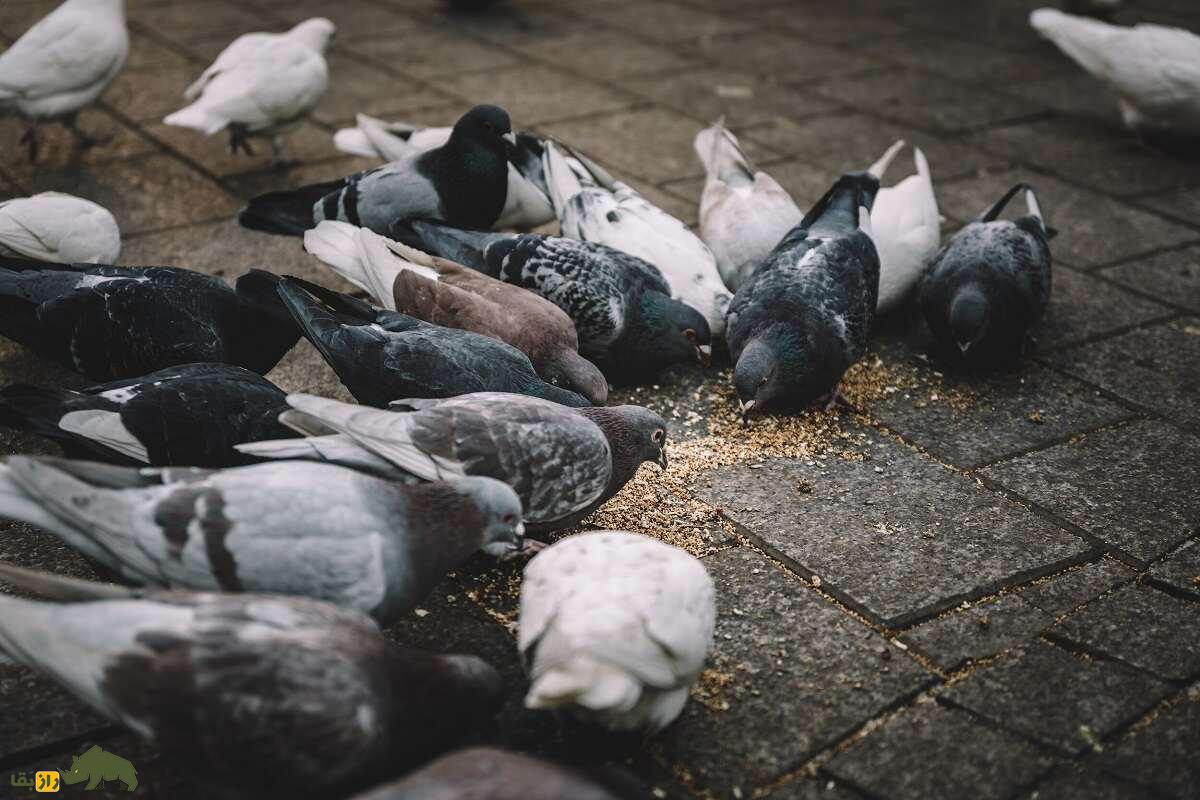 جعفر ده‌پهلوان؛ معروفترین کبوترباز کرمانشاه که ۶۵ سال قبل ۱۰۰۰ کفتر داشت و با ۲۰۰ کفتر گرو می‌بست