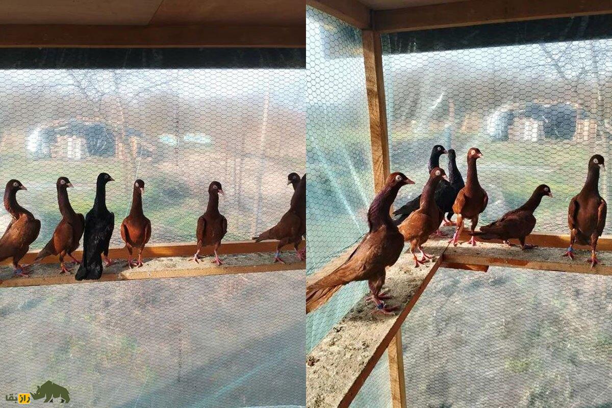 کبوتر نژاد استارگارد شیکر (Stargard Shaker)