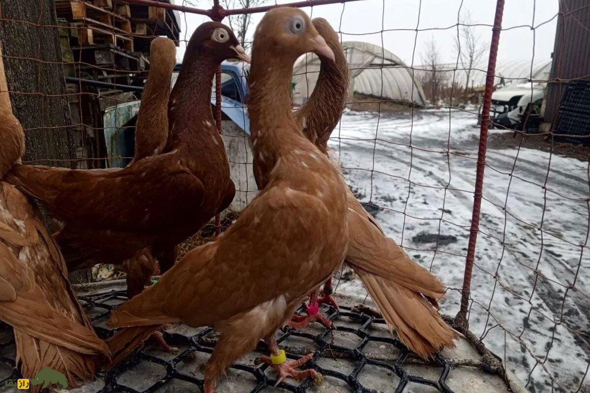 کبوتر نژاد استارگارد شیکر (Stargard Shaker)