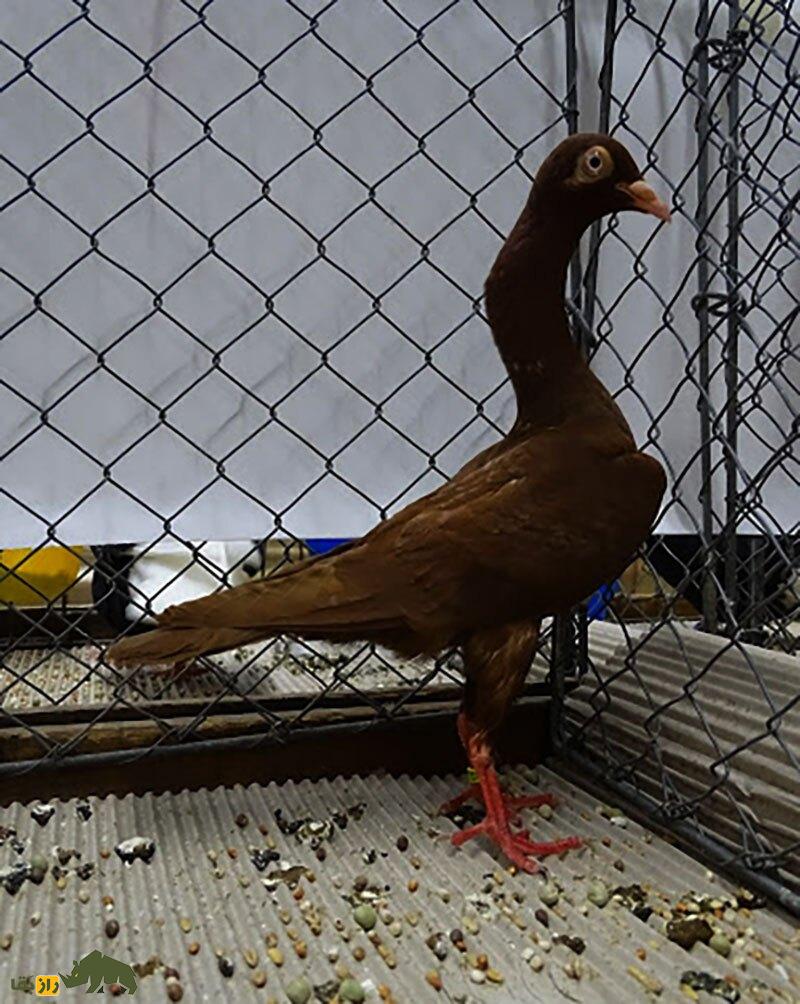 کبوتر نژاد استارگارد شیکر (Stargard Shaker)