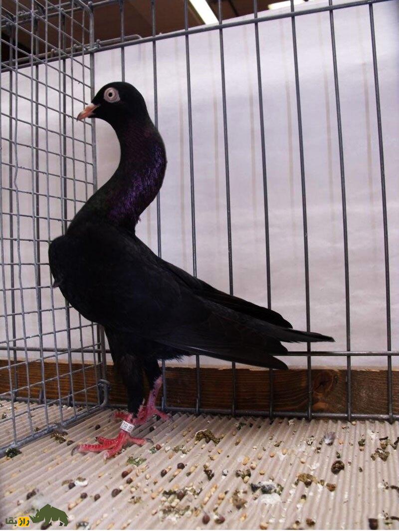 کبوتر نژاد استارگارد شیکر (Stargard Shaker)