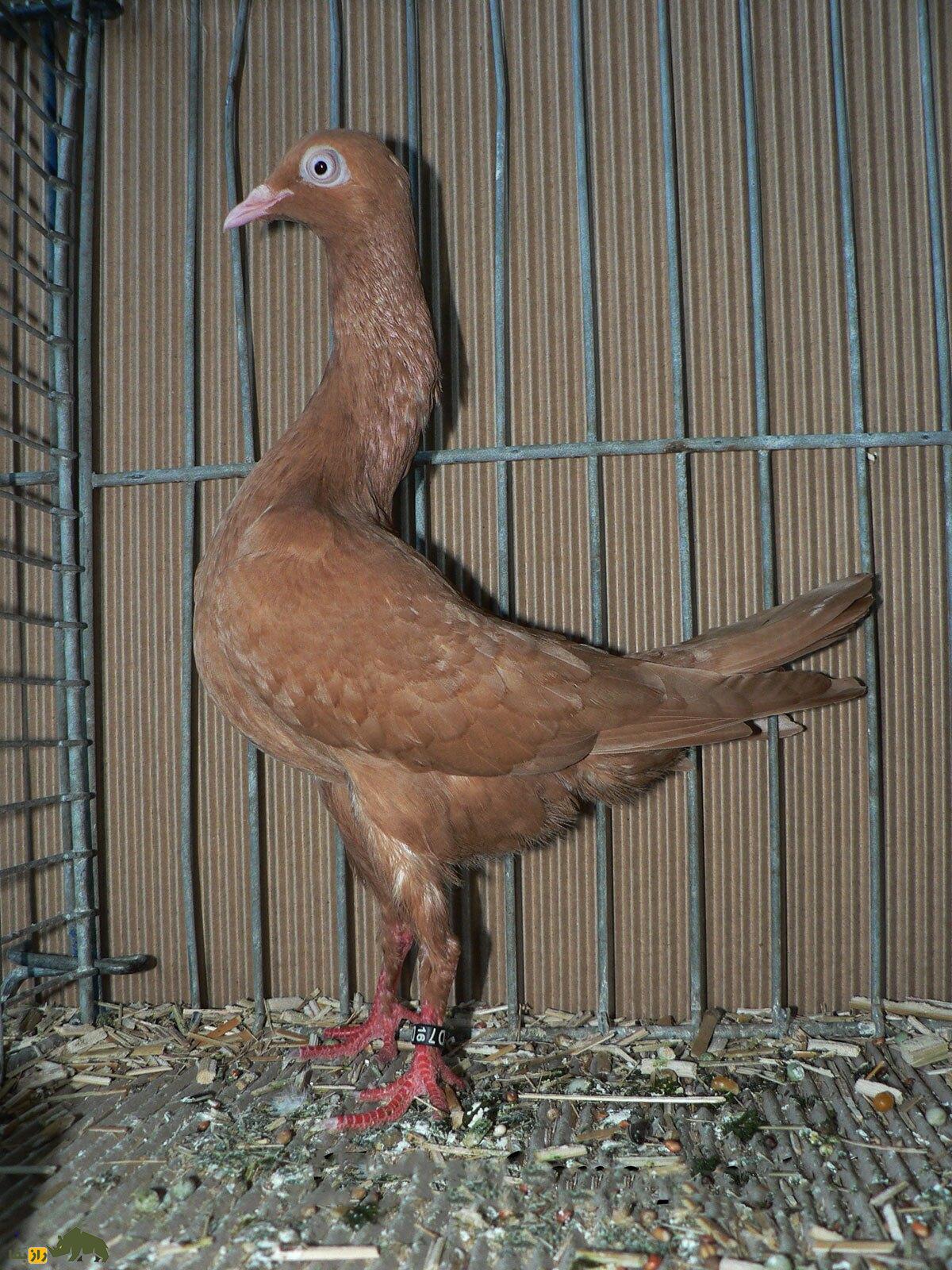 کبوتر نژاد استارگارد شیکر (Stargard Shaker)