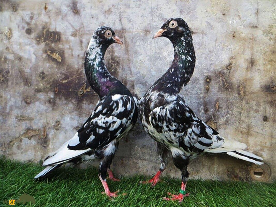 کبوتر نژاد استارگارد شیکر (Stargard Shaker)