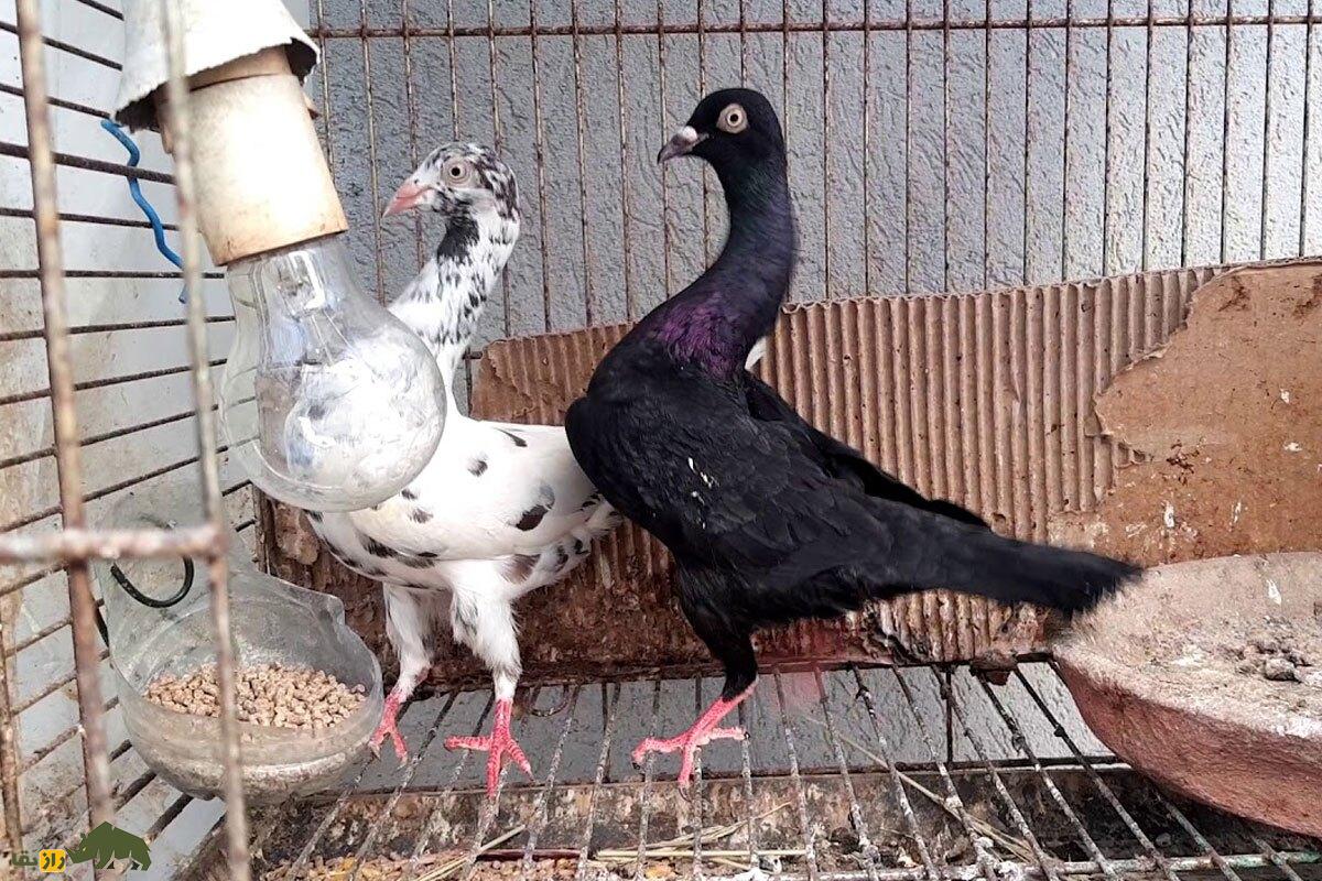 کبوتر نژاد استارگارد شیکر (Stargard Shaker)