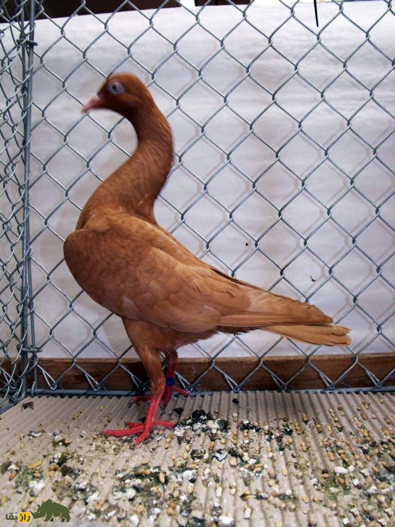 کبوتر نژاد استارگارد شیکر (Stargard Shaker)