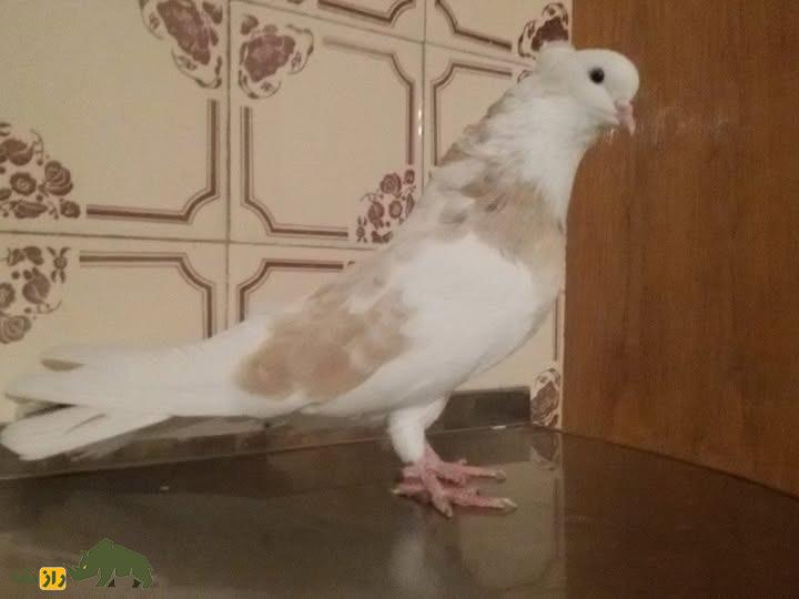 کبوتر نقابی