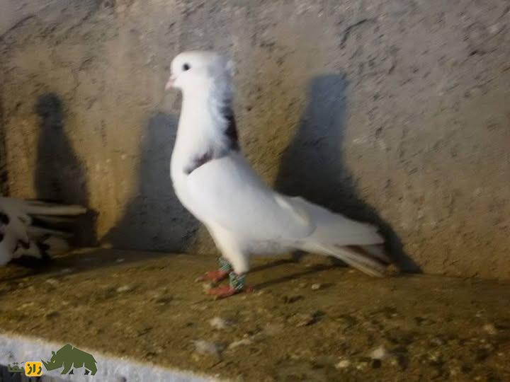 کبوتر نقابی