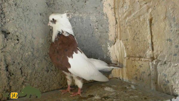 کبوتر نقابی