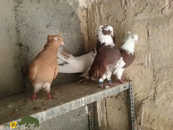 کبوتر نقابی