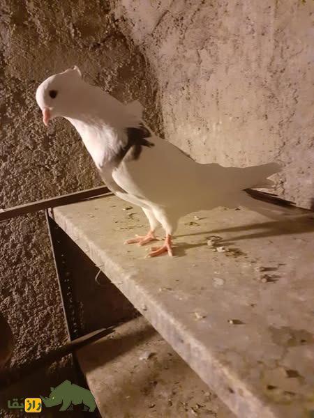 کبوتر نقابی