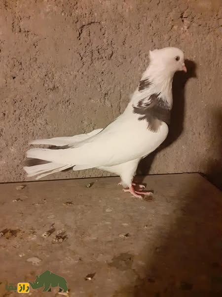 کبوتر نقابی