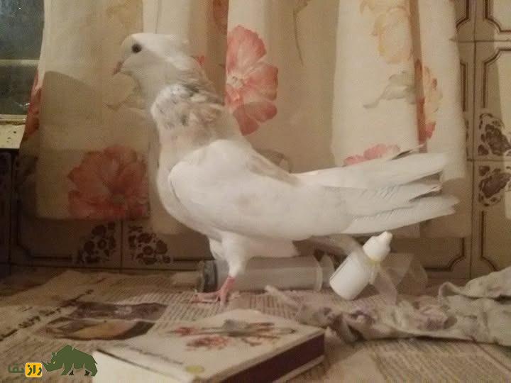 کبوتر نقابی