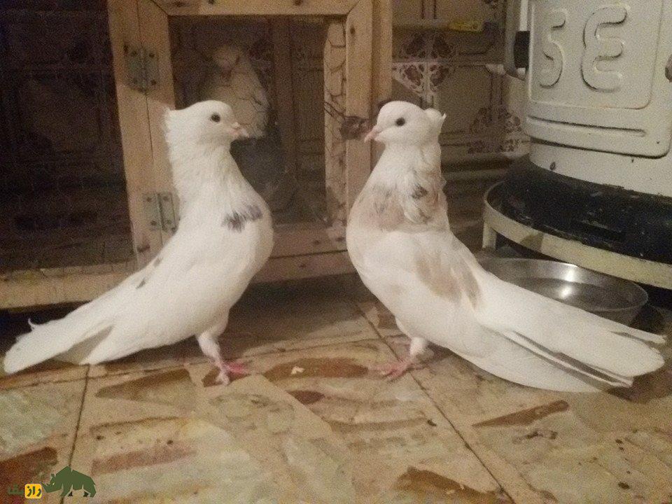 کبوتر نقابی